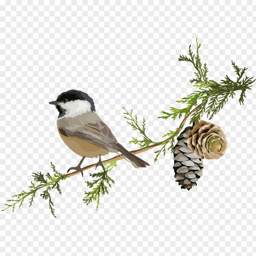 Bird Branch PNG branch clipart PNG