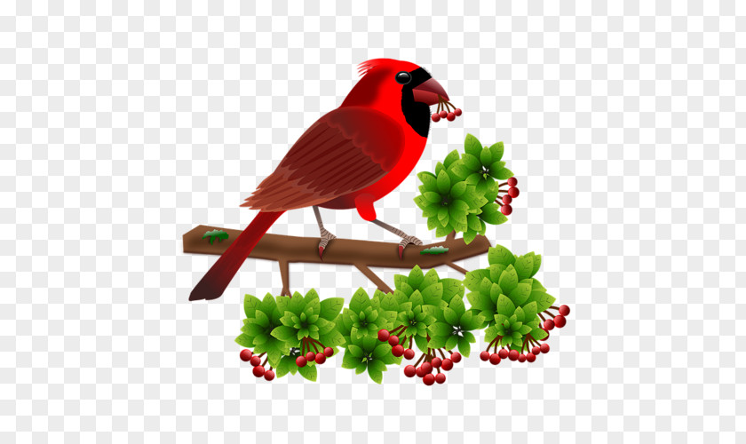 Bird Cardinal Android Moving Boxes PNG