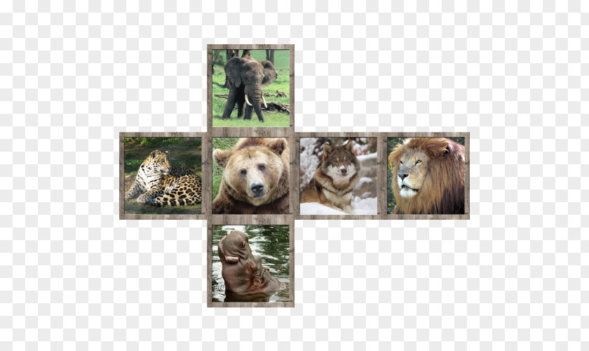 Cube V-Cube 7 Wildlife Animal Cat PNG