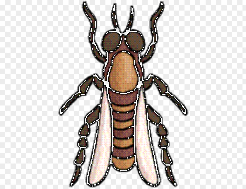 Darkling Beetles Animal Figure Bee Background PNG