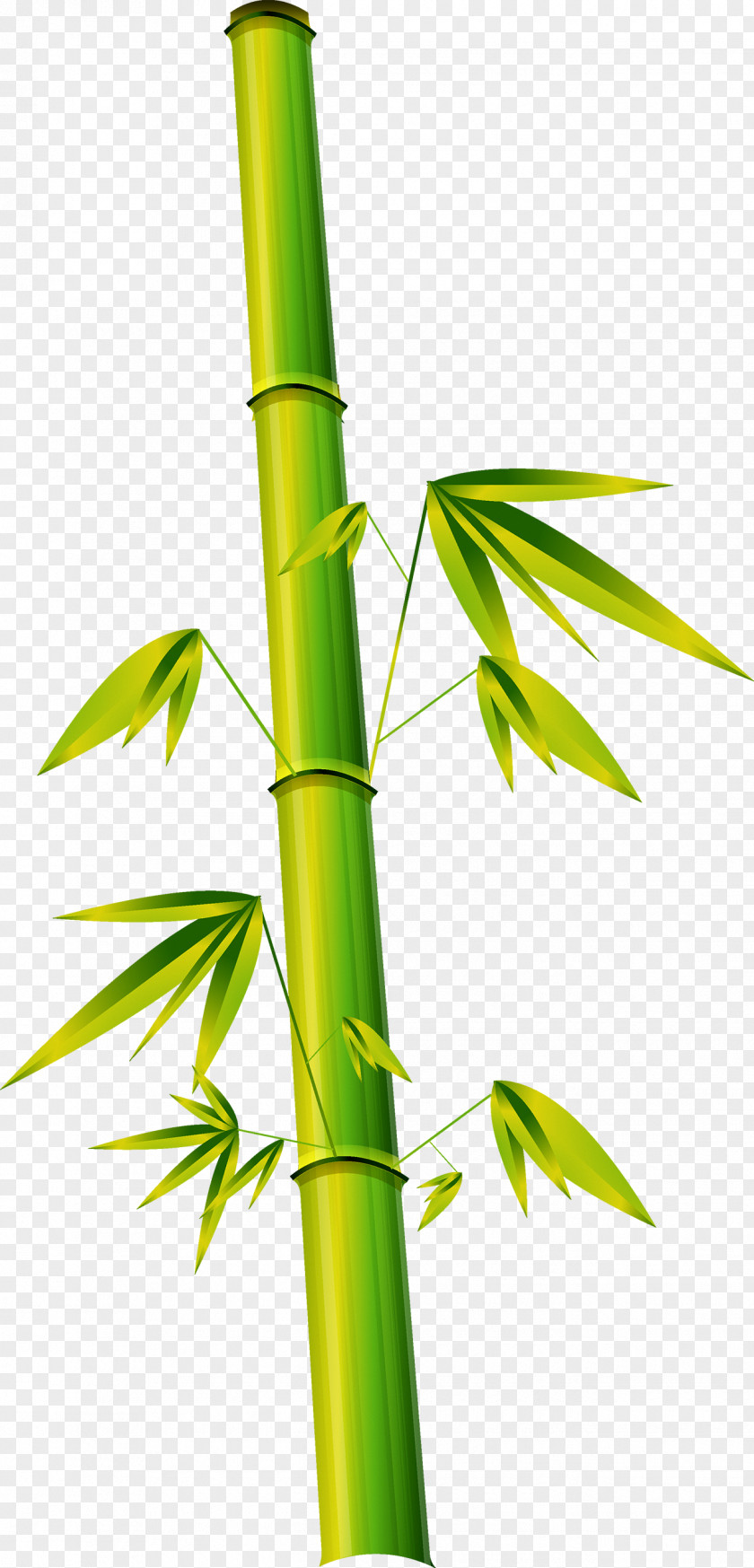 Green Bamboo Bamboe Phyllostachys Euclidean Vector PNG