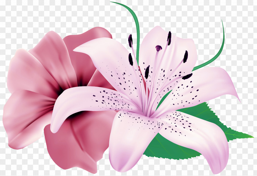 Hibiscus Cut Flowers Easter Lily Background PNG