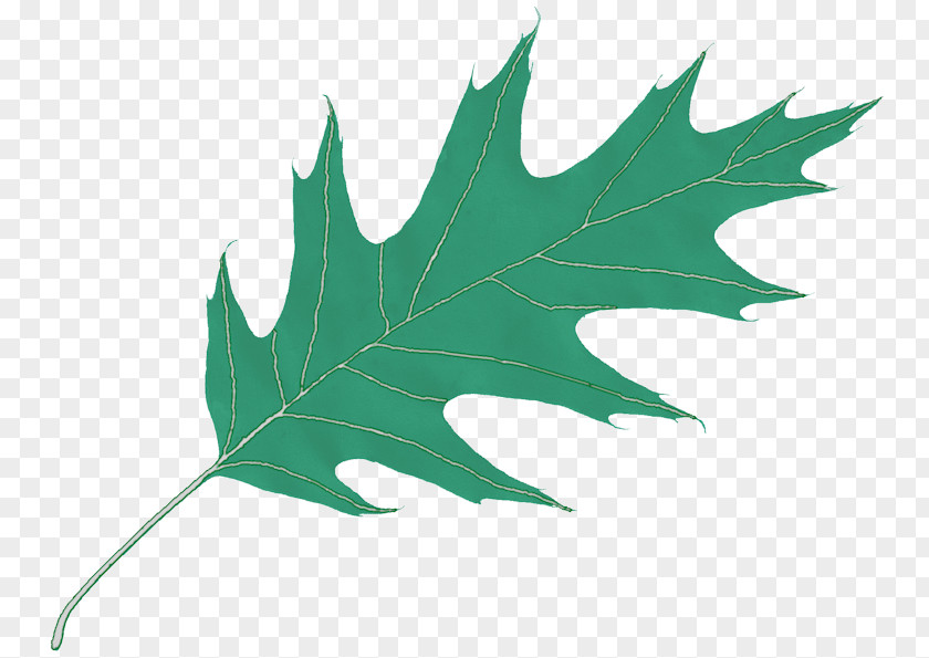 Oak Leaf Icon Clip Art PNG
