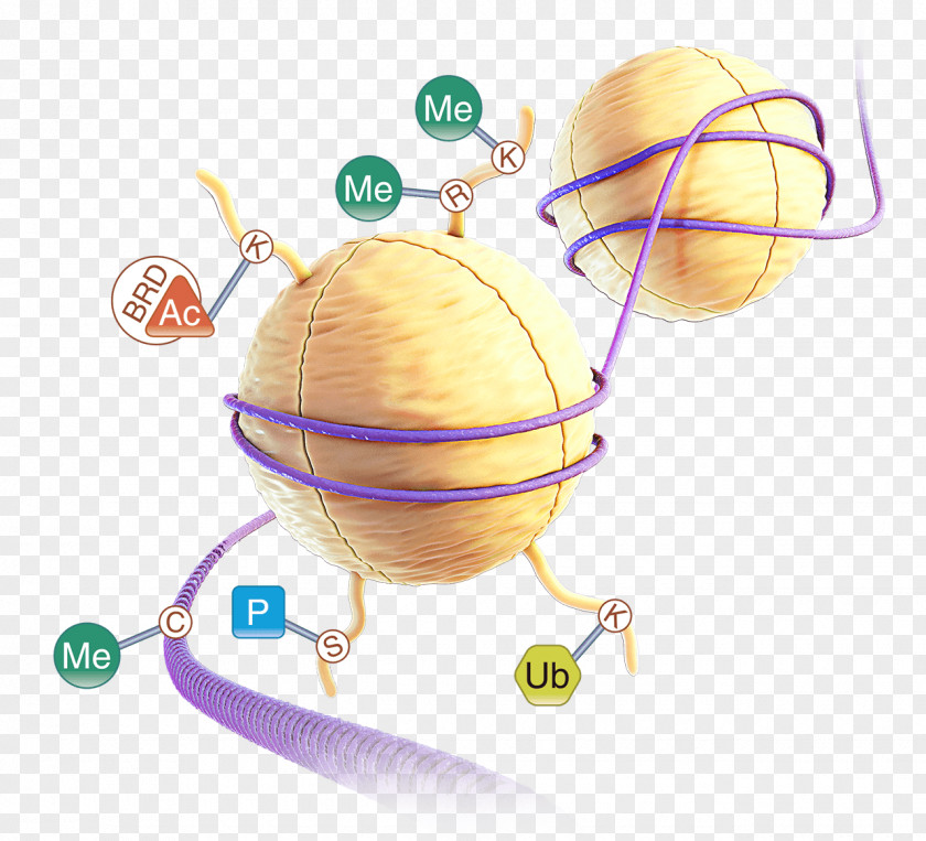 Stone System DNA Methylation Bisulfite Sequencing Demethylase PNG