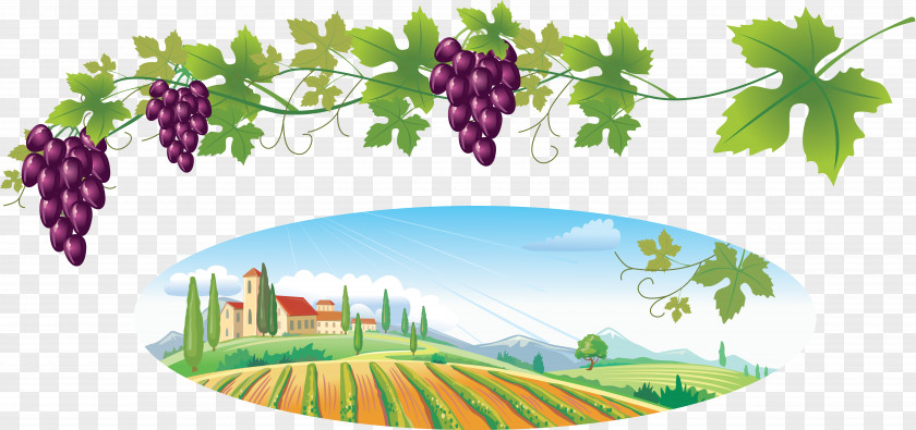 Wine Common Grape Vine Clip Art PNG
