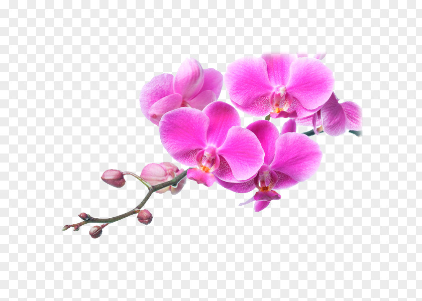 Flower Moth Orchids Pink Plants PNG