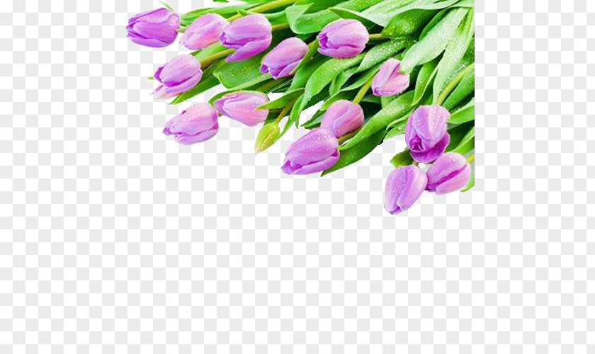 Purple Tulips Tulip White Violet Flower Bouquet Wallpaper PNG