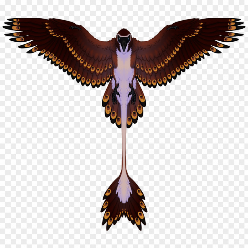 Symmetry Eagle Beak PNG