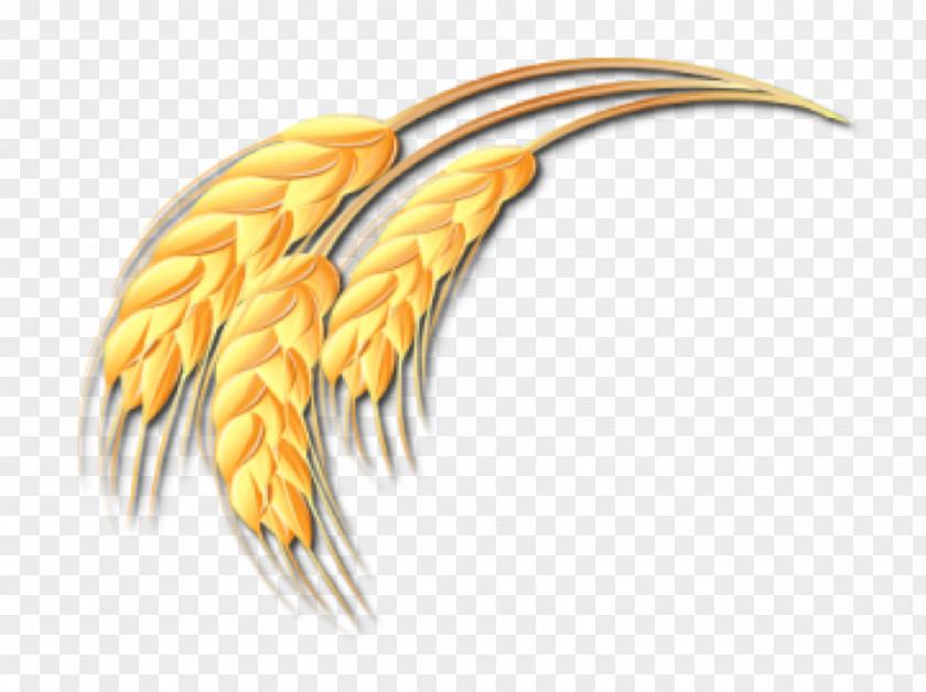 Vector Wheat Ear Drawing Clip Art PNG