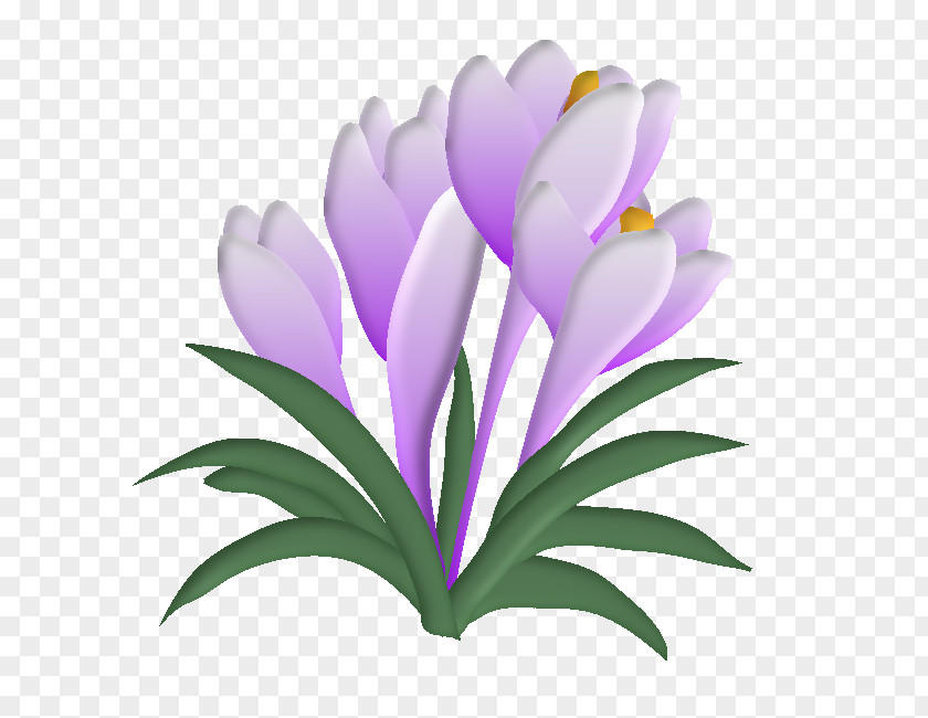 Crocus Flowering Plant Drawing Chemical Element PNG