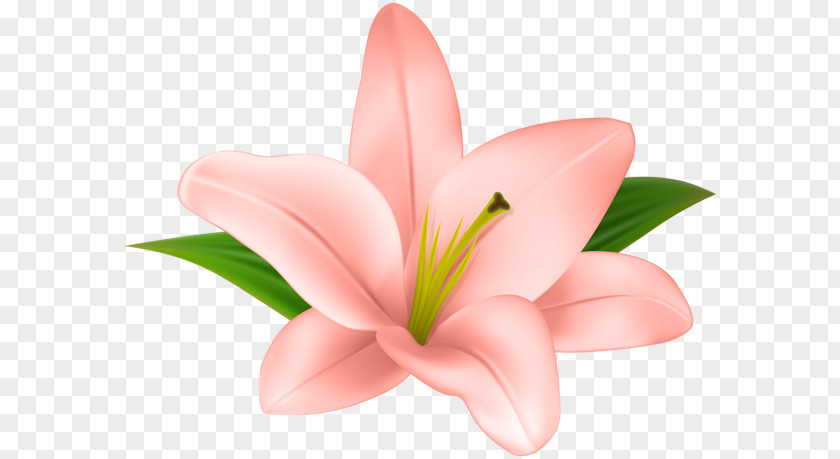 Flower Lilium Petal Clip Art PNG