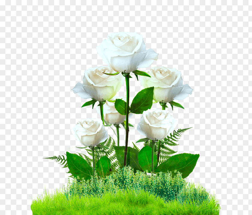 Garden Roses Cabbage Rose Europa-Rosarium PNG