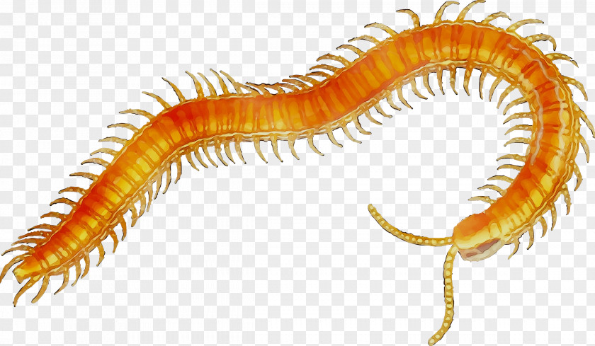 Scolopendra Gigantea Centipedes Clip Art Millipedes PNG