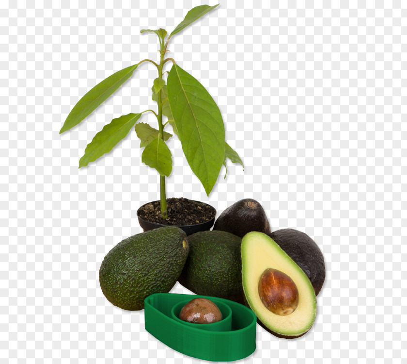 Avocado Guacamole Germination Sowing Seed PNG