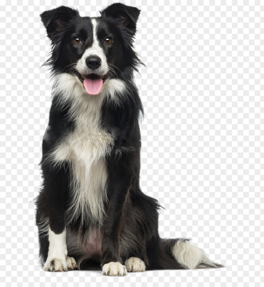 Dog Mattress Sealy Corporation Veterinarian Pet PNG