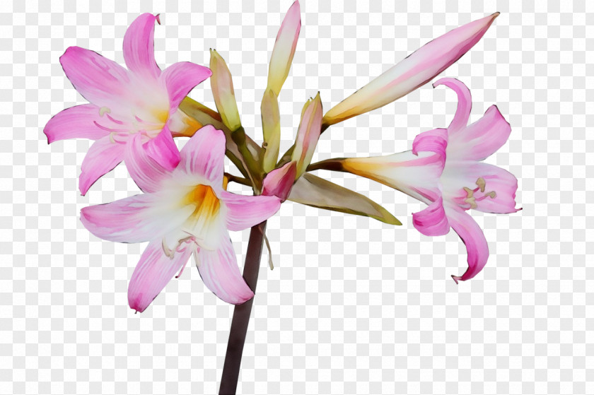 Flower Plant Petal Pink Fawn Lily PNG