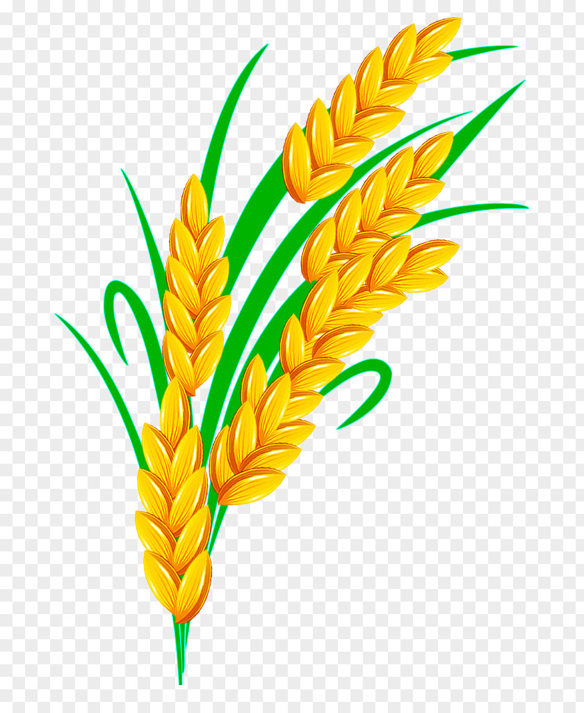 Golden Rice Euclidean Vector PNG