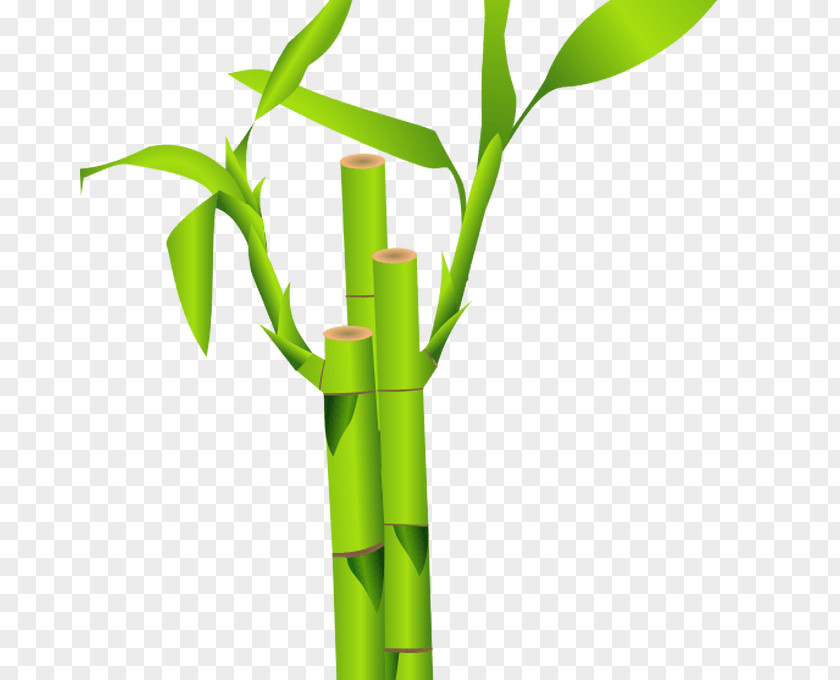 Bamboo Tropical Woody Bamboos Clip Art Vector Graphics PNG