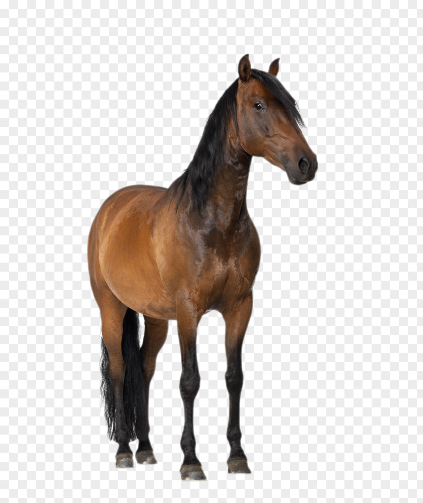 Brown Horse Mustang Cardboard Poster Standee Easel PNG