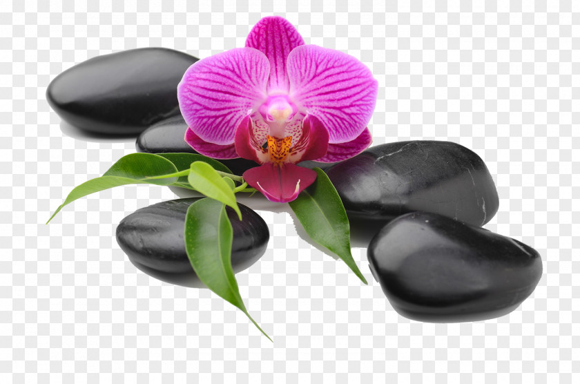 Creative Beauty Health SPA Moth Orchids Die Orchideen Photography Royalty-free PNG