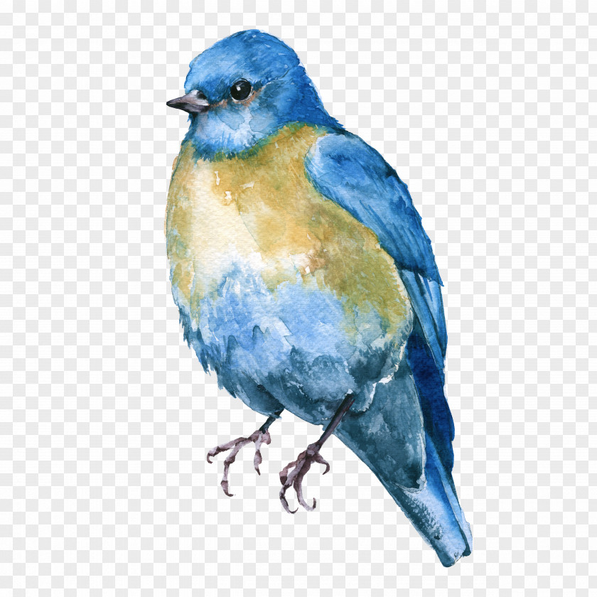 Lazuli Bunting Songbird Bird Bluebird Eastern Mountain Beak PNG