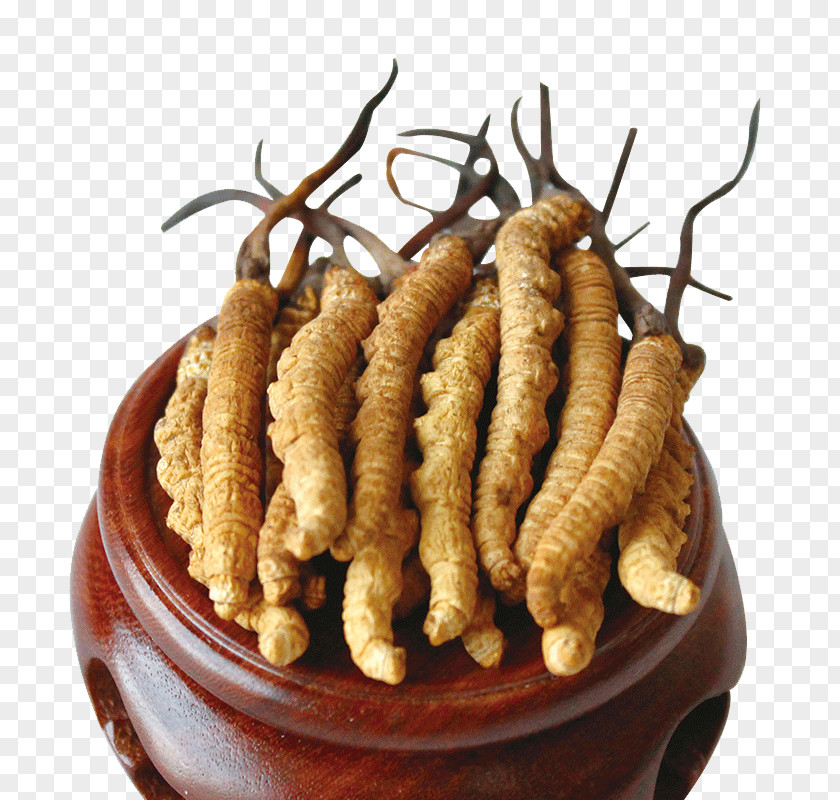 New Grass Herbs Cordyceps Caterpillar Fungus Traditional Chinese Medicine PNG