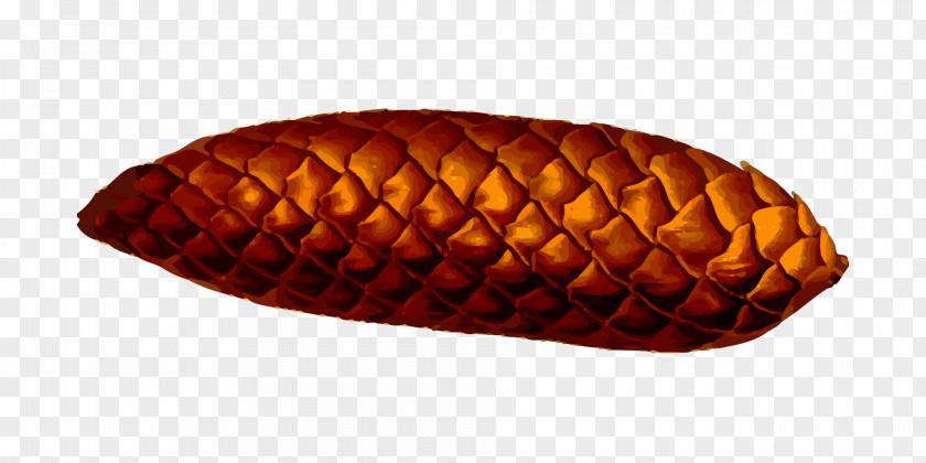 Pine Cone Scots Conifer Seed PNG