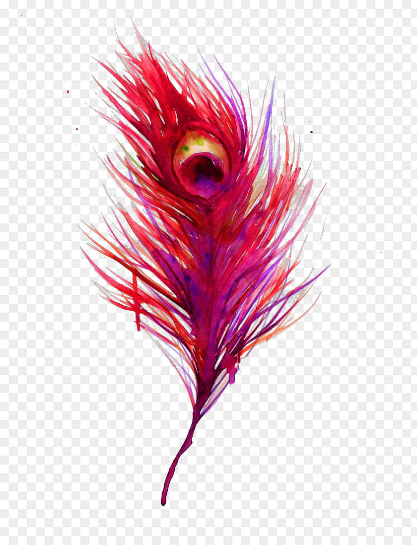 Aloe Feather Bird Color Peafowl Clip Art PNG