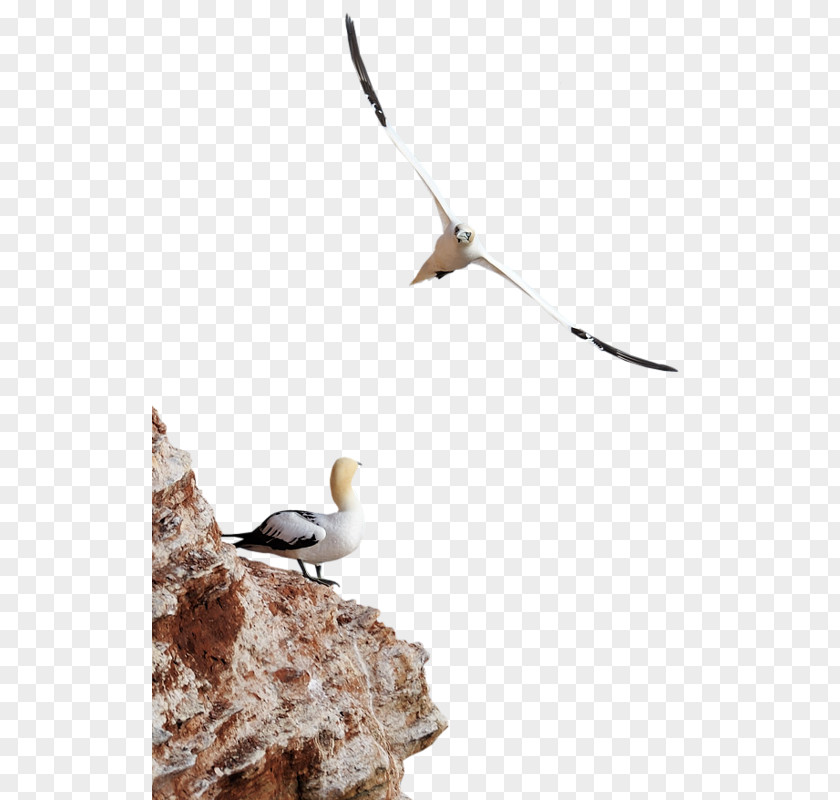 Bird Seabird Gulls Clip Art PNG