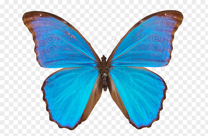 Butterfly Menelaus Blue Morpho Didius Insect PNG
