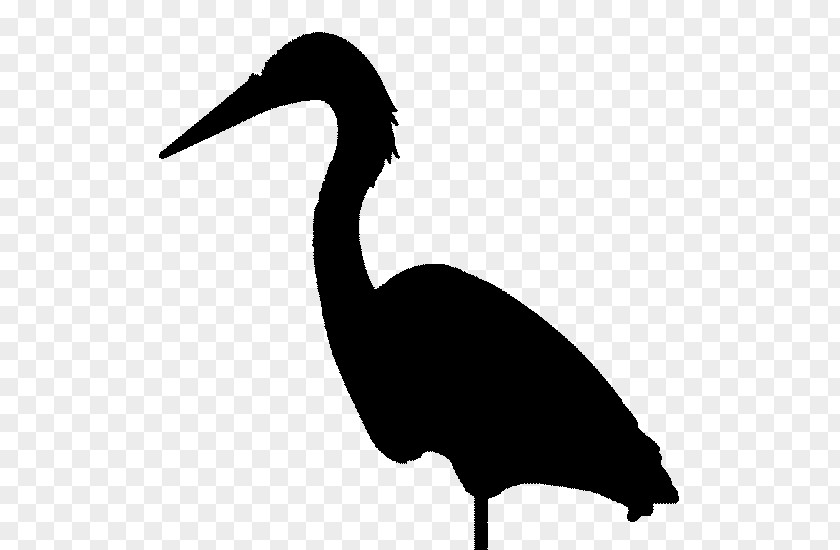 Cygnini Goose Duck Water Bird PNG