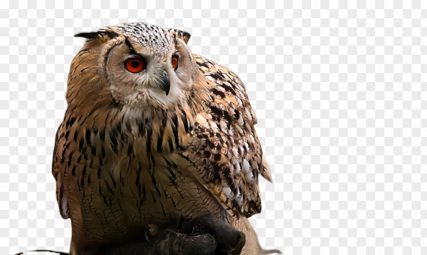 Falconiformes Wildlife Owl Bird Of Prey Beak Falcon PNG