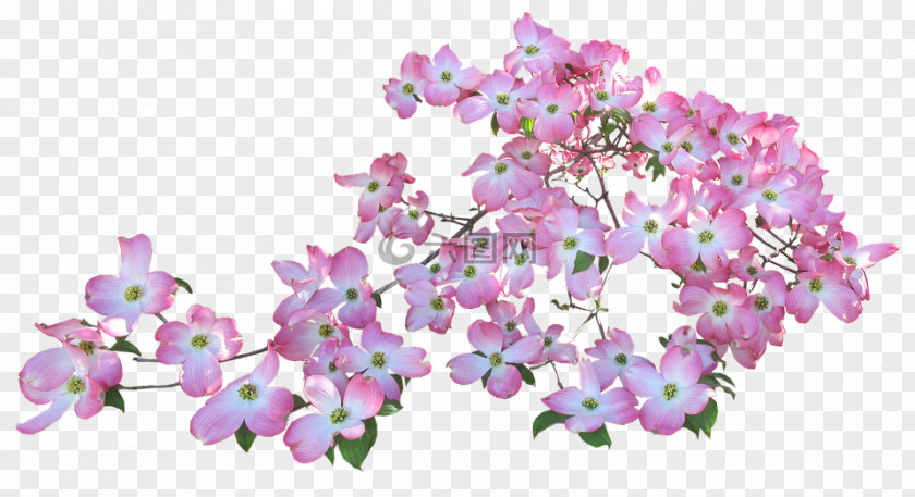 Flowering Dogwood Leaves Stock.xchng Illustration Royalty-free Floral Design PNG