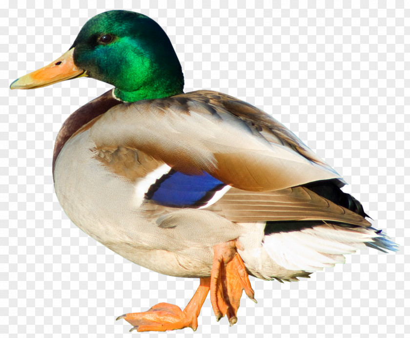 Picture Material Free Download Duck Mallard Bird Clip Art PNG