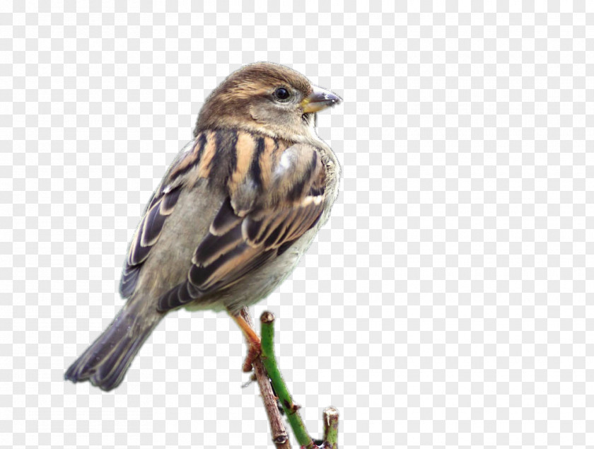 Standing On A Branch Sparrow House Bird Mahjong PNG