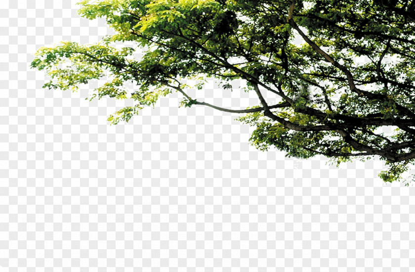 Tree PNG clipart PNG