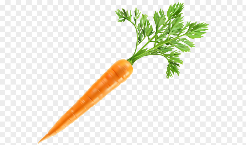 Carrot Baby Clip Art Vegetable PNG