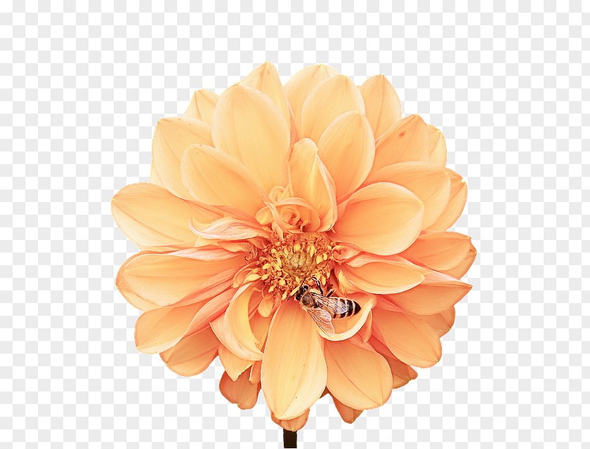 Gerbera Pink Orange PNG