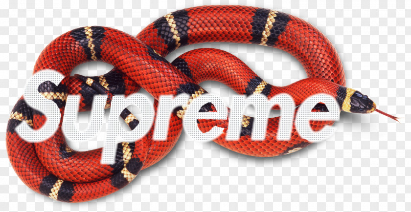 Gucci Common Garter Snake Reptile Coral Red-bellied Black PNG