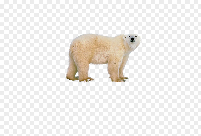 Beige Polar Bear Regions Of Earth PNG