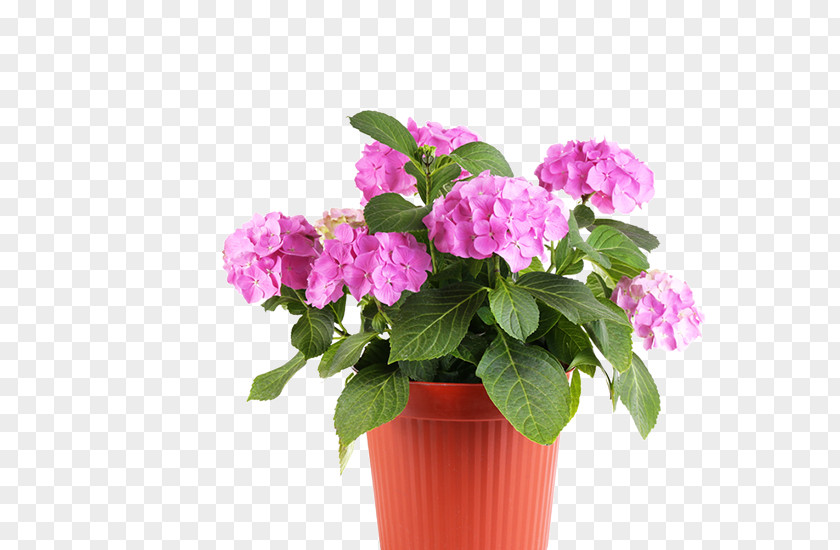 Flowerpot Nursery Garden Plant PNG