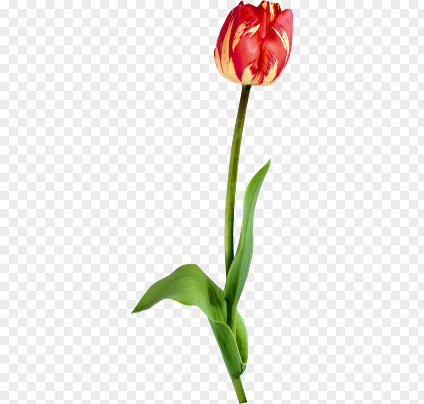Flowers And Plants Tulip Image Vector Graphics Drawing PNG