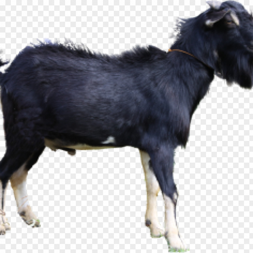 Goat Jamnapari Livestock Boer Aqiqah Siap Saji Semarang (SunahAqiqoh.com) Limousin Cattle PNG