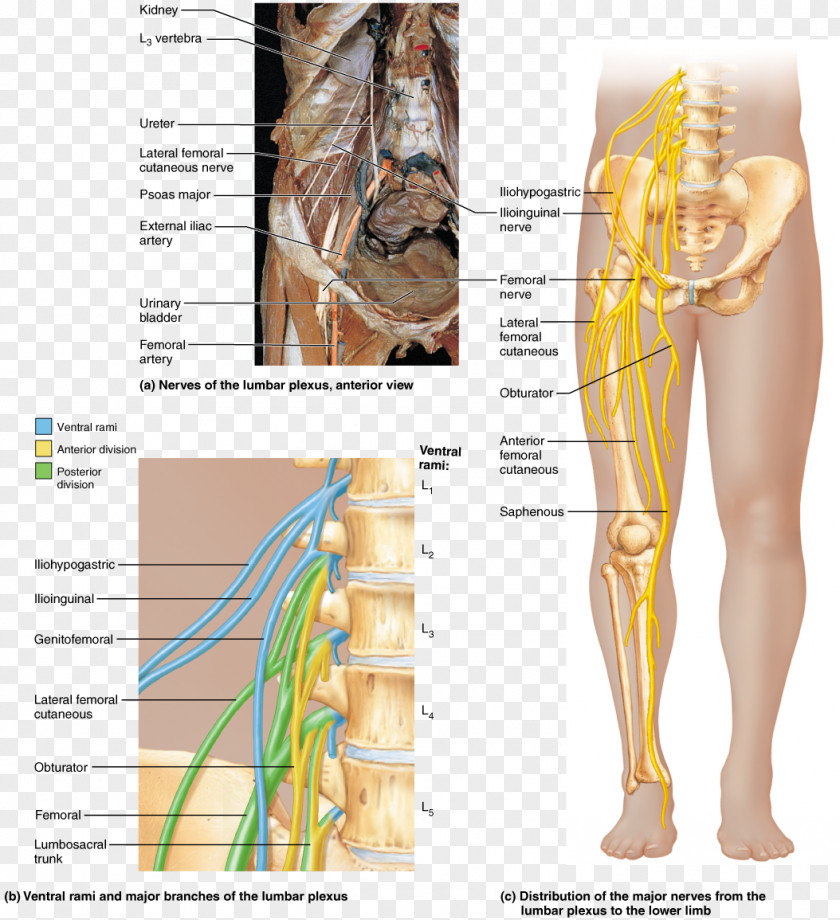 Hip Ventral Ramus Of Spinal Nerve Cord PNG