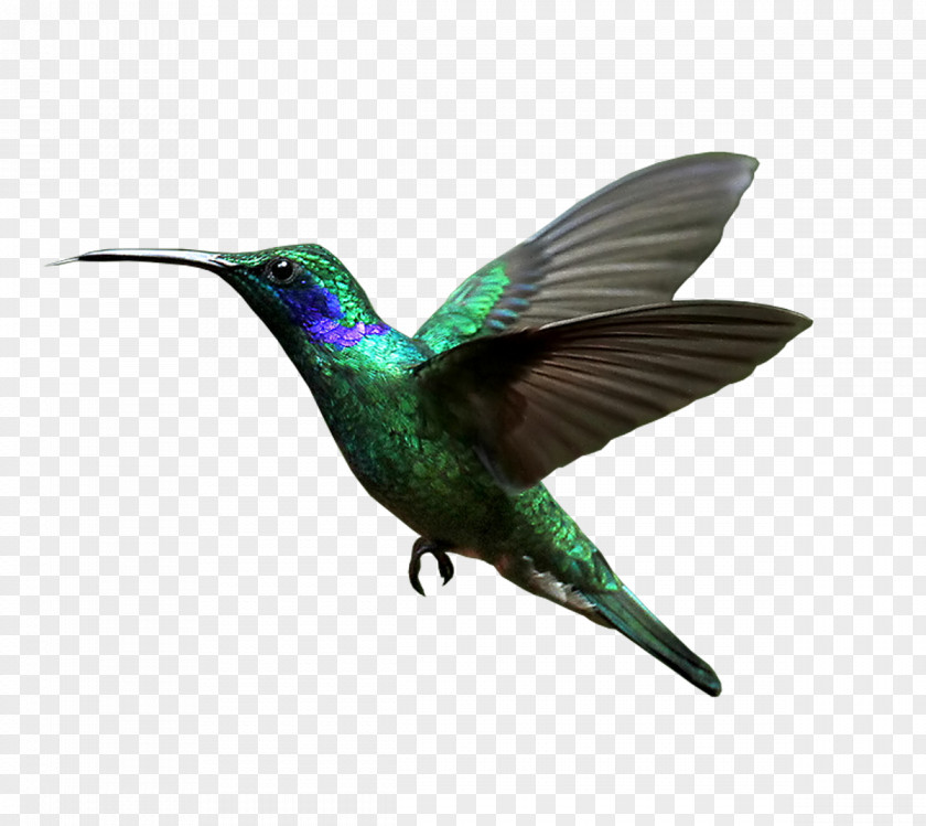 Hummingbird IQOS Image Resolution Clip Art PNG