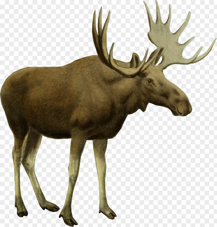 Reindeer Moose Black Elk Wilderness White-tailed Deer Red PNG