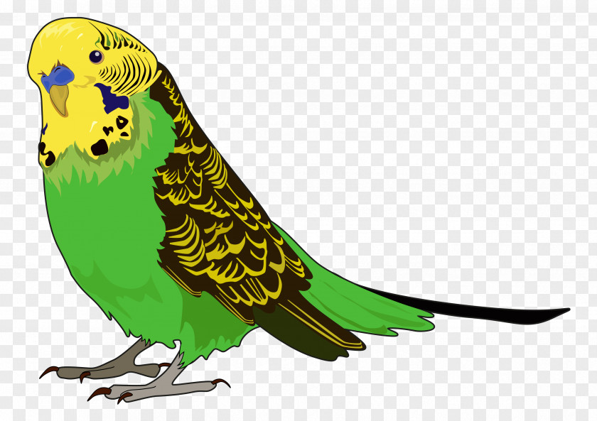 Green Travel Budgerigar Parrot Bird Cat Pet PNG