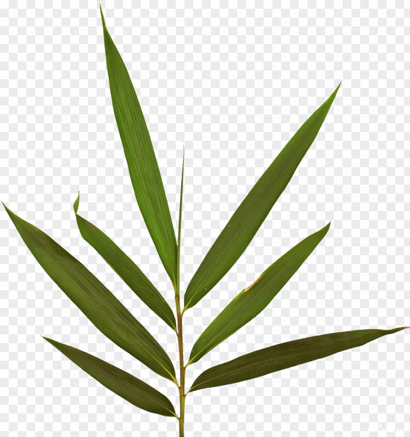 Leaf Fern Digital Image Clip Art PNG