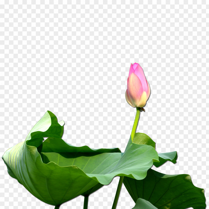Budded Lotus Nelumbo Nucifera Clip Art PNG