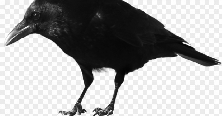 Crow American Rook Common Raven PNG